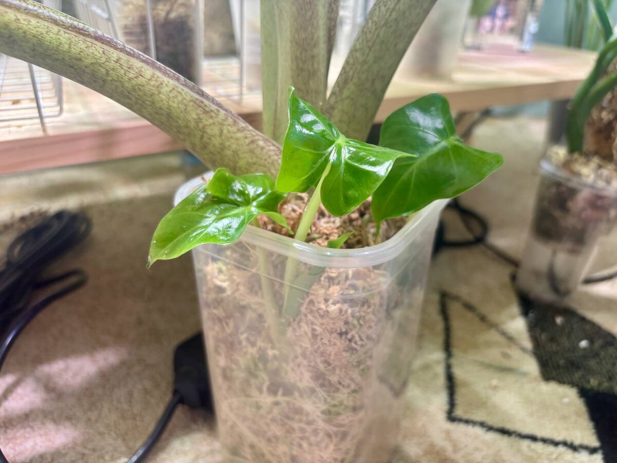 Ярки и сочные листики.