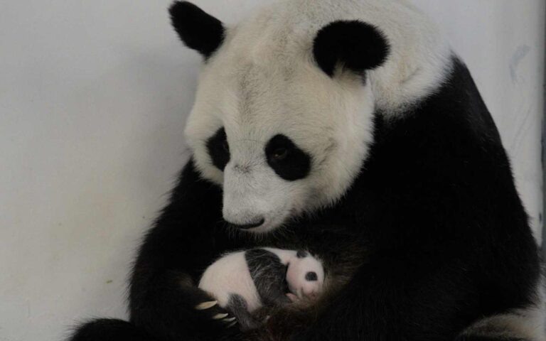    Фото: sobyanin.ru Анфиса Слепцова