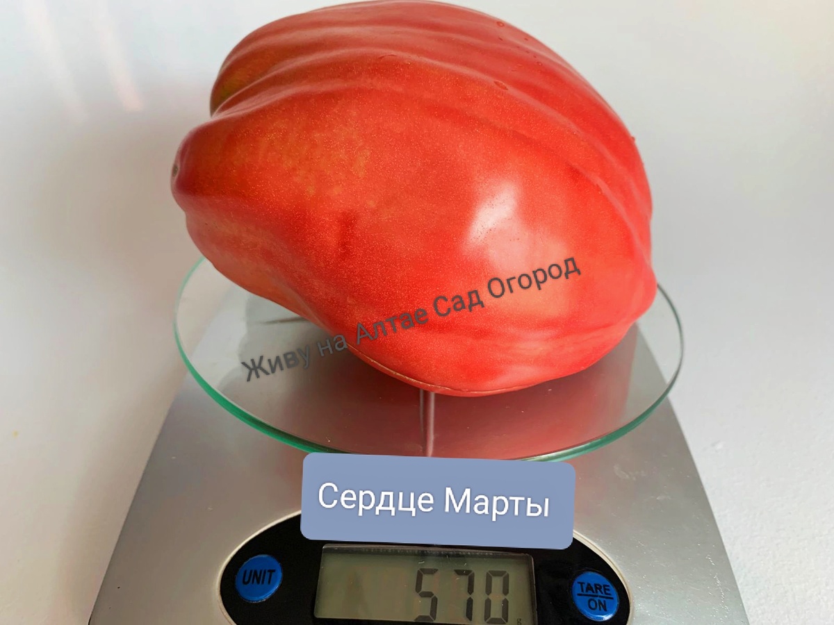 И это не самый крупный томат