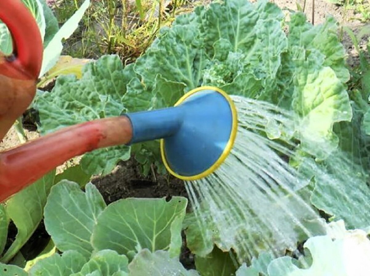 Эта культура обожает водные процедуры