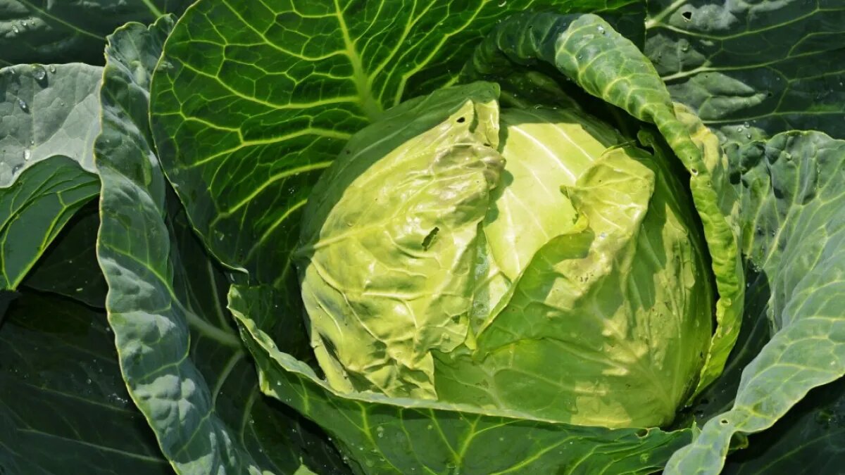 После грамотной подкормки капуста растёт вдвое лучше