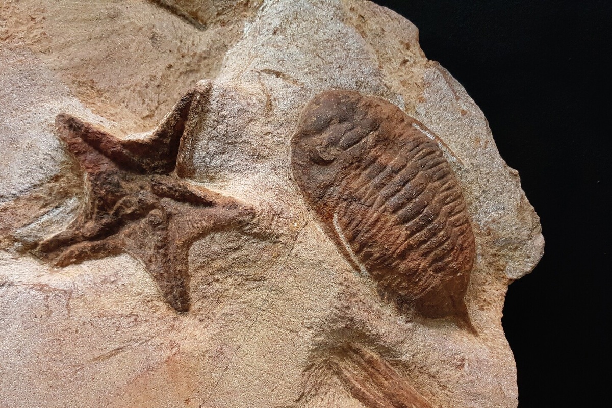     Фото: haireena/Shutterstock/FOTODOM Превращение в звезду началось примерно 450 млн лет назад