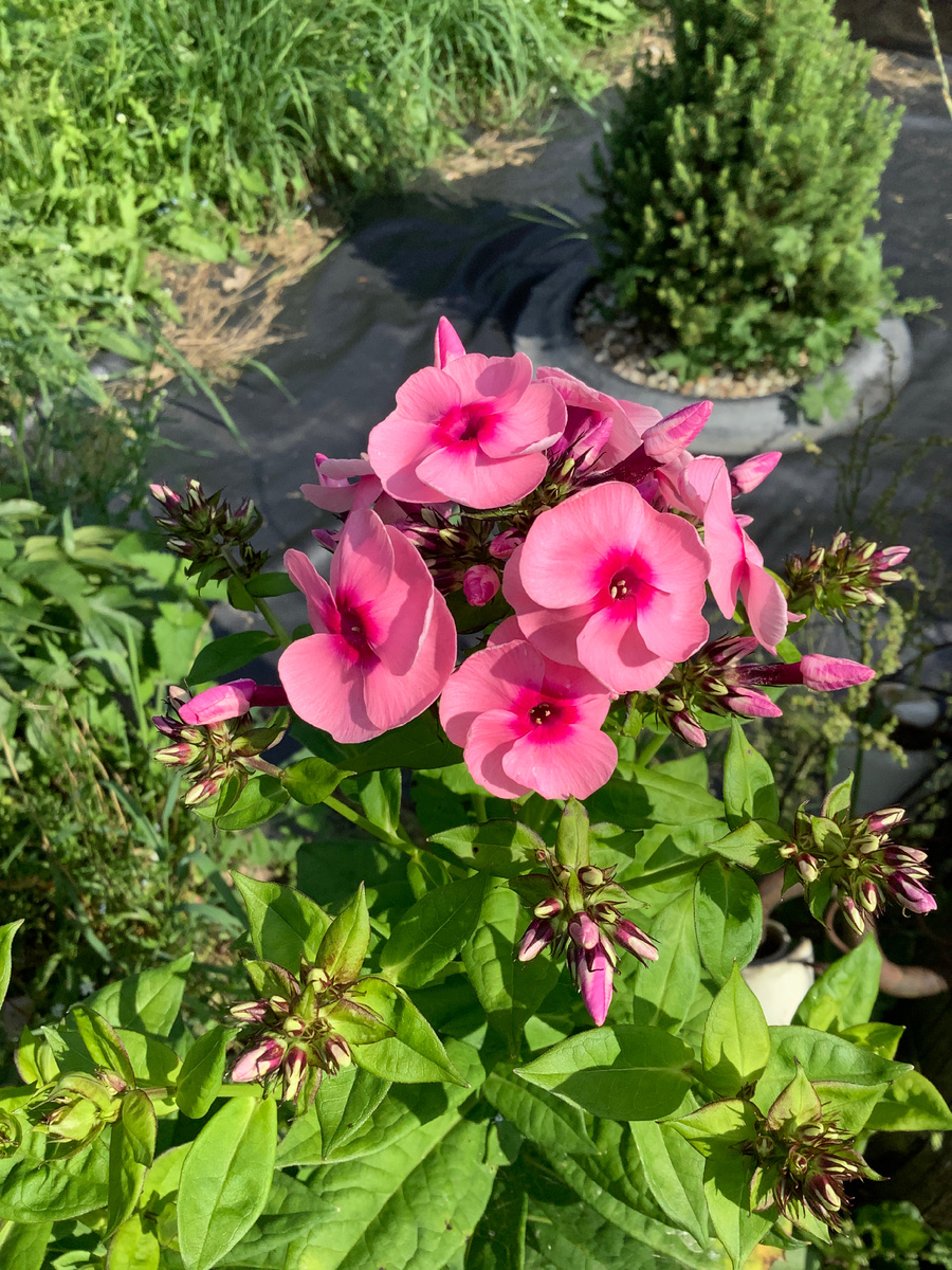 Флокс Джефс Пинк