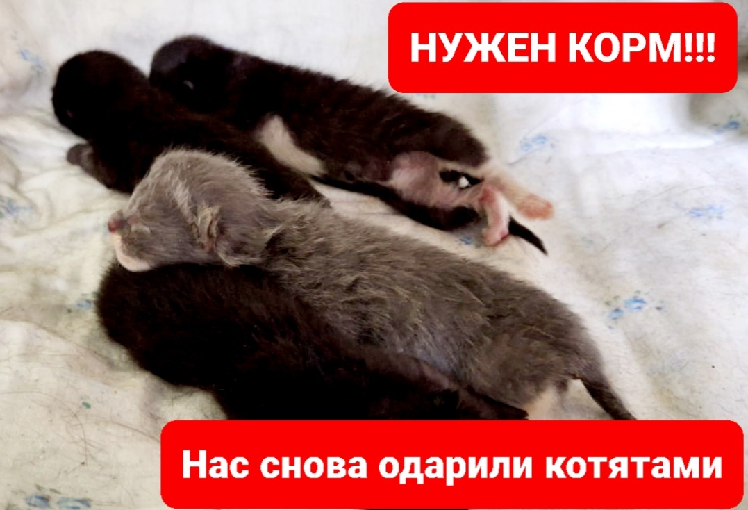 Четверка котят из позавчерашних оставленных на крыльце пвс.