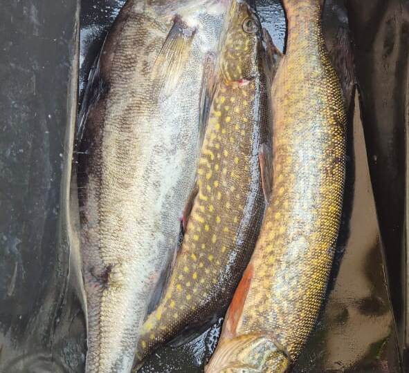 Особенности рыбалки на реке Сясь