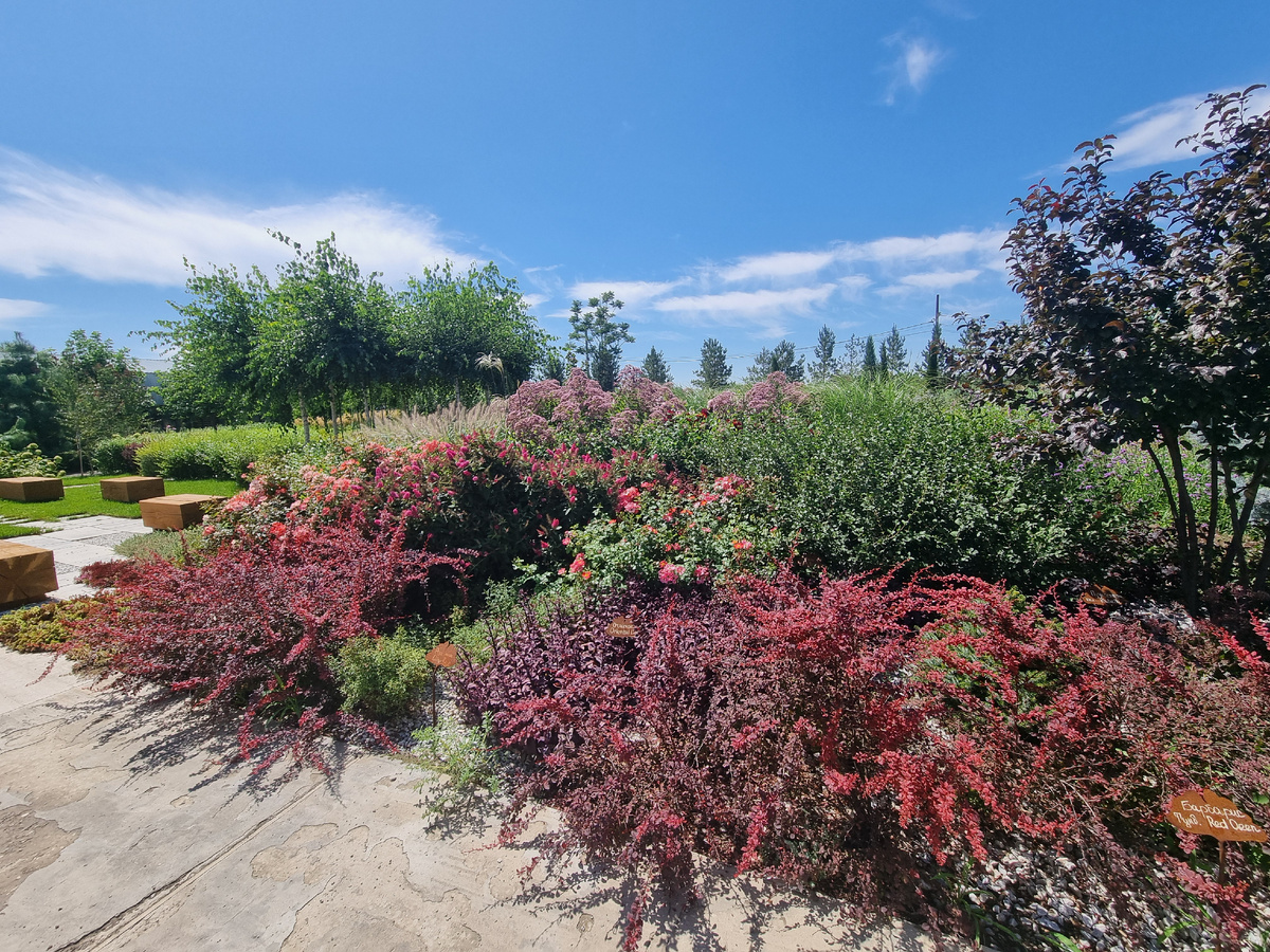 Демонстрационный сад питомника - источник вдохновения! Фото: Зеленая леди, сад, семья и томатный сок 
