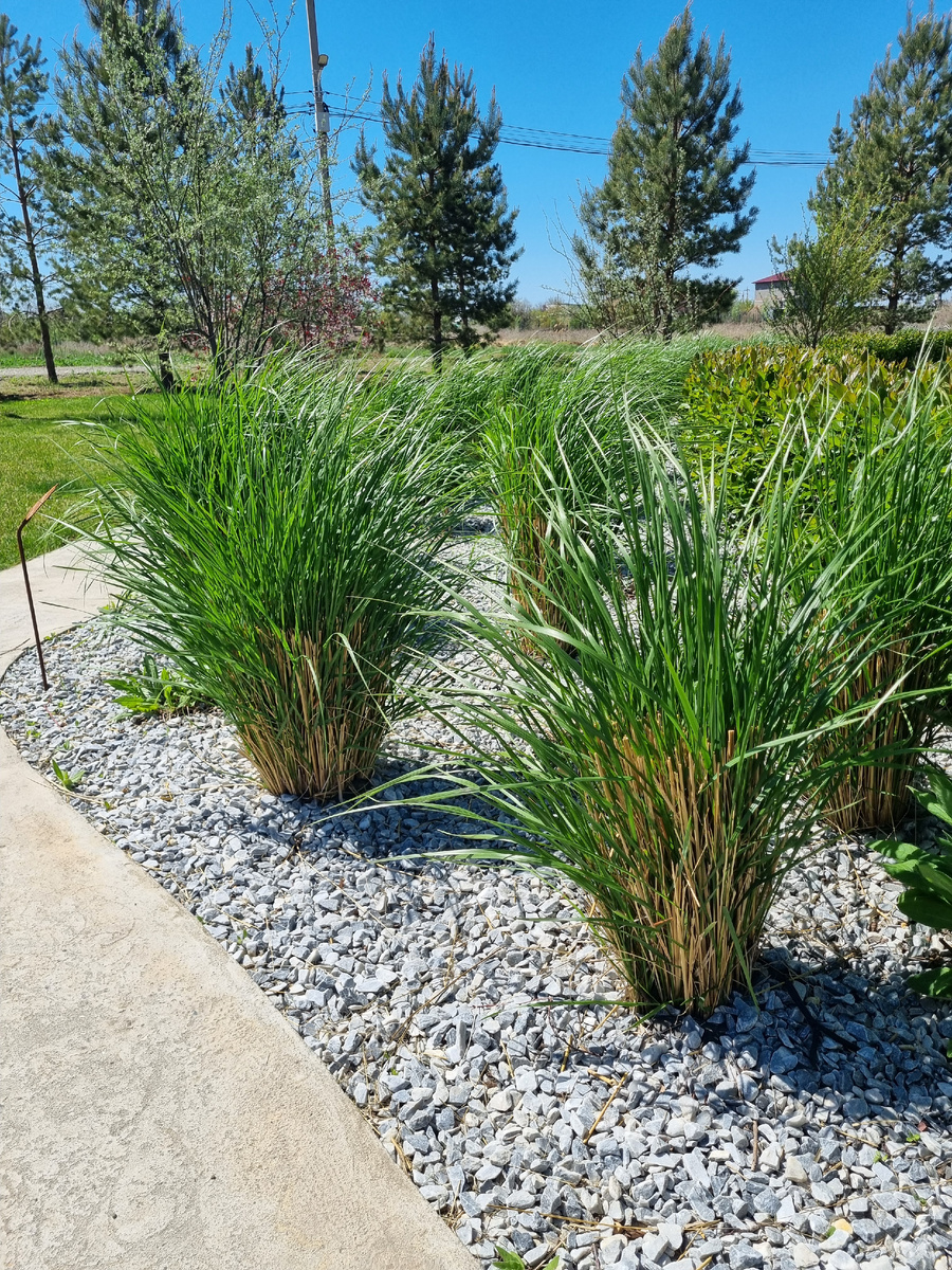 Травы в демонстрационном саду питомника Началово. Фото: Зеленая леди, сад, семья и томатный сок 