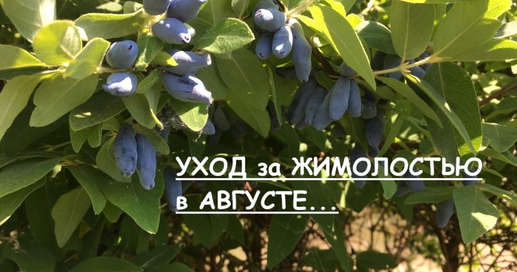 Уход за жимолостью в августе: основные процедуры для богатого урожая в следующем сезоне