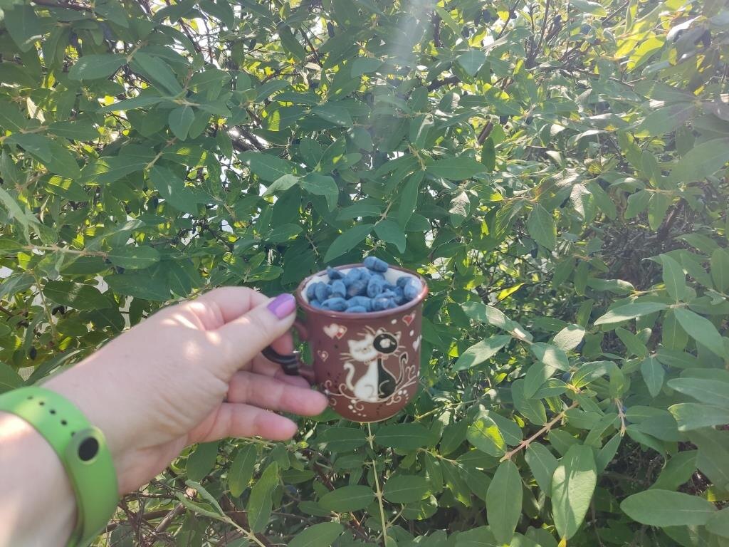 Последние ягодки