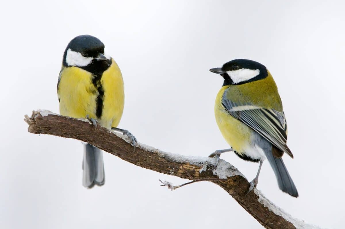    Пара больших синиц (Parus major) / © Bildagentur Online, McPhoto-Rolfe, Alamy