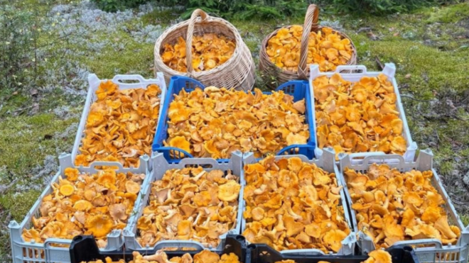 Фото: Грибы и Грибники СПб/ВКонтакте