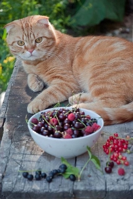 иллюстрация из яндекс картинки.