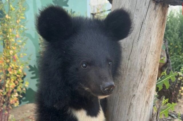   Мика совсем не боится людей. Фото: Правительство Пермского края