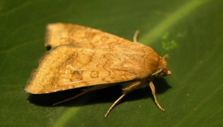    Фото: © Mario Waldburger, Agroscope