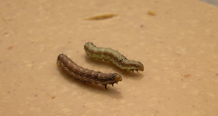 Гусеницы хлопковой совки. Автор: Марио Вальдбургер, Agroscope.📷    Хлопковая совка определенно движется на север
