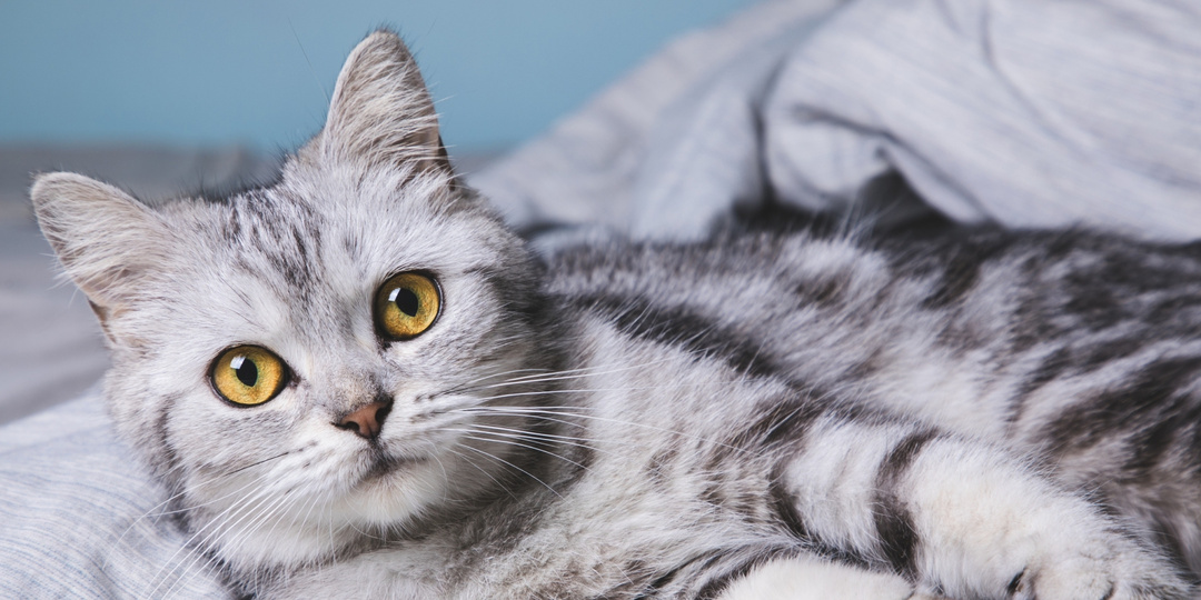 Кошки для одиноких: какую породу нужно взять, если живете одни и хотите ласкового питомца