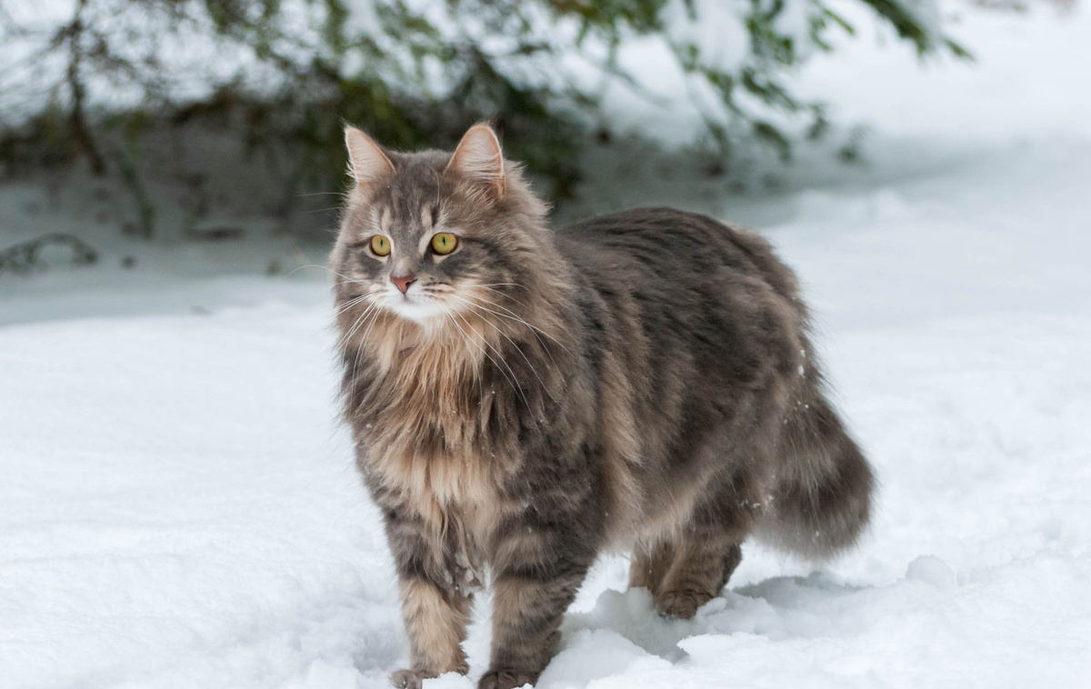 Да, с такой шубой можно и на снегу спать