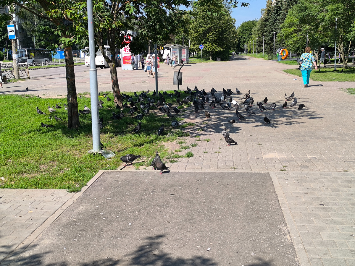 Голуби спрятались от солнца в тенёк