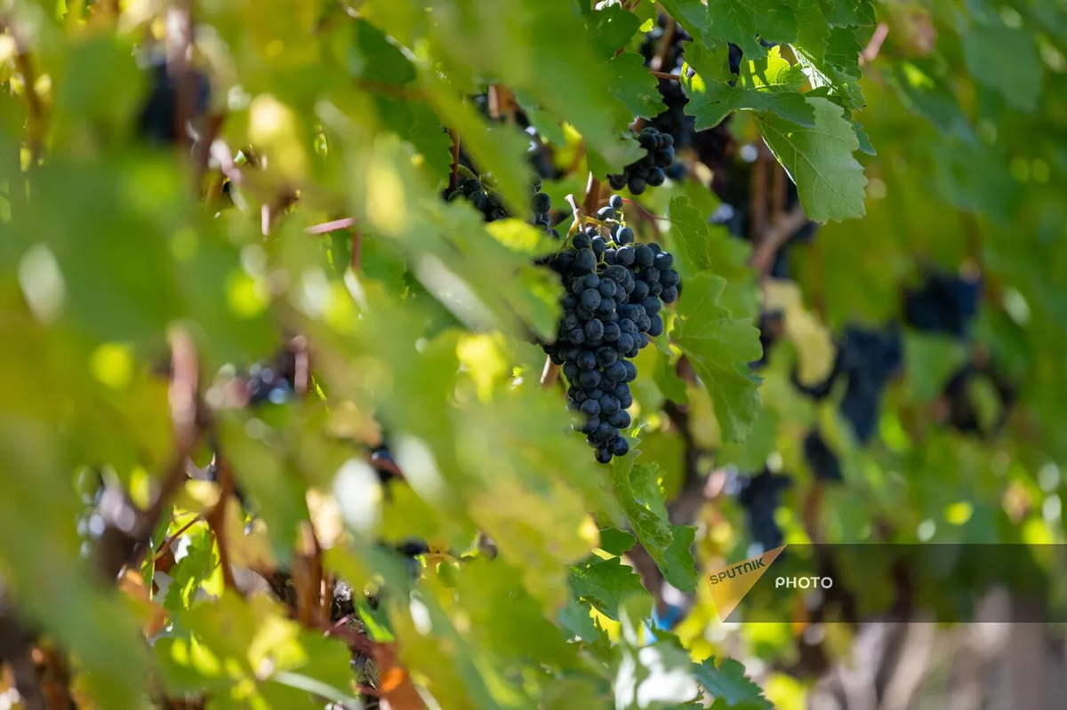 © Sputnik / Aram Nersesyan