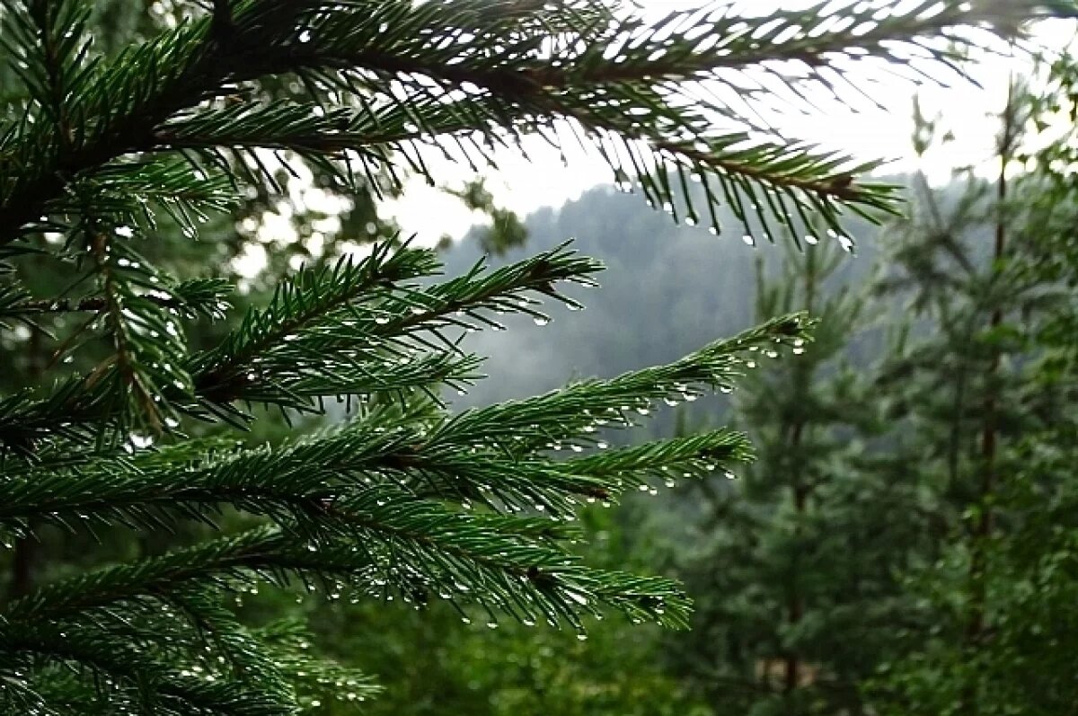    В Новосибирск в первые дни августа придут дожди, грозы и ветер