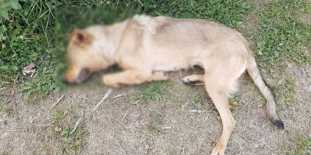 Мужчина в Карелии попытался убить топором собаку