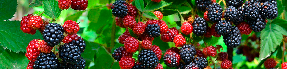 Ежевика