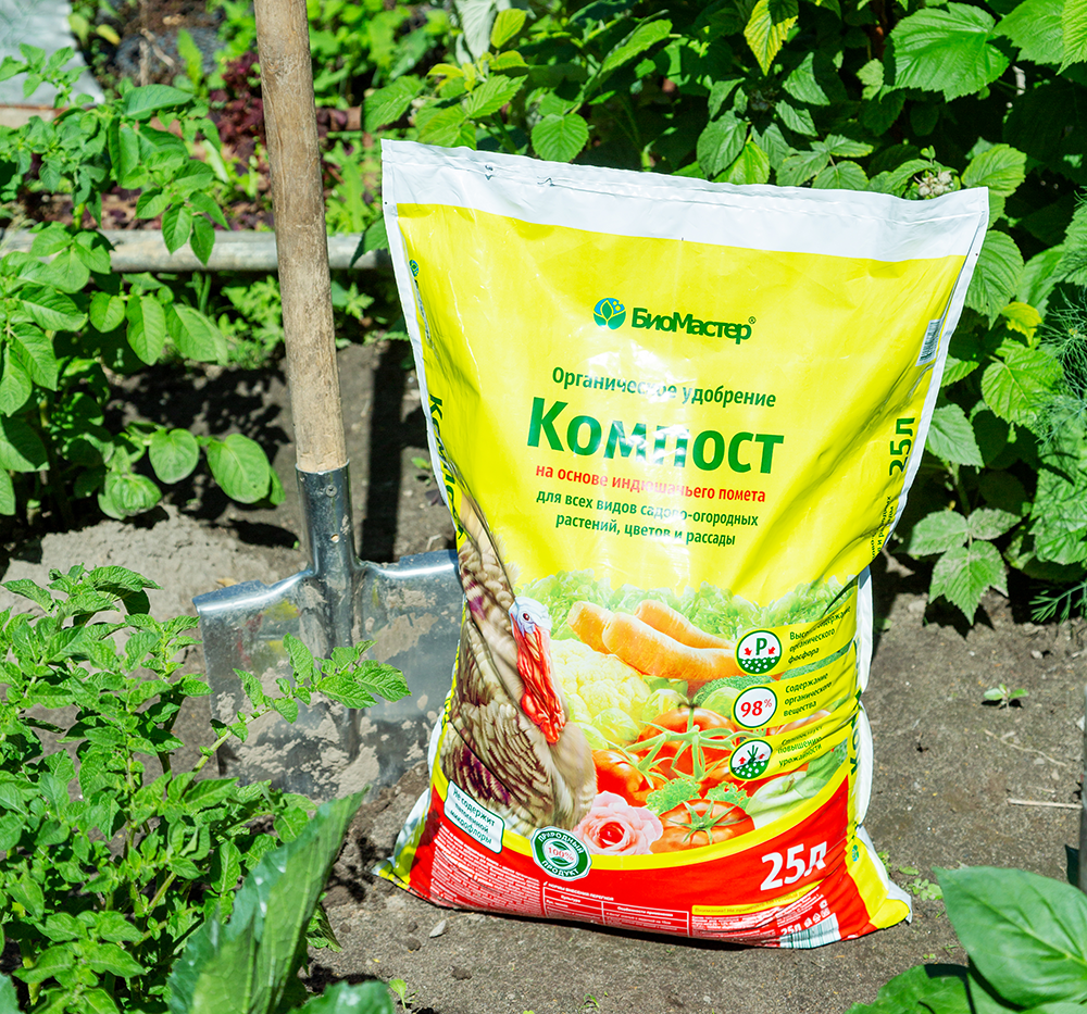 Посадка ежевики