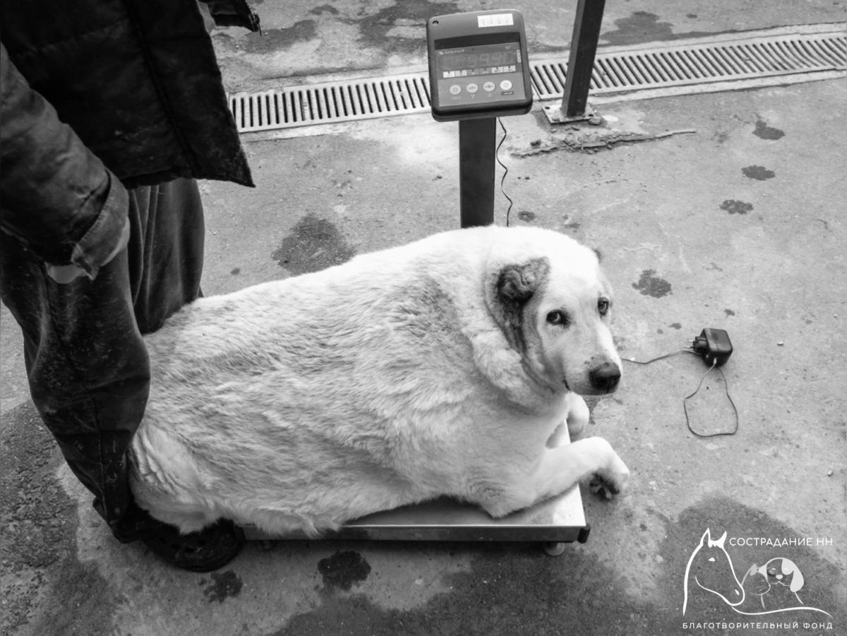    Пес ушел тихо на стационаре в госпитале