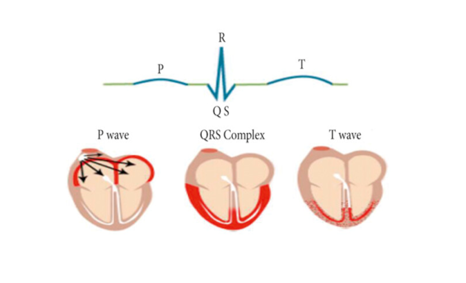 Фазы деполяризации/реполяризации сердца, которые представлены волнами P, QRS и T на ЭКГ. Источник изображения: https://doi.org/10.1155/2022/7617551.