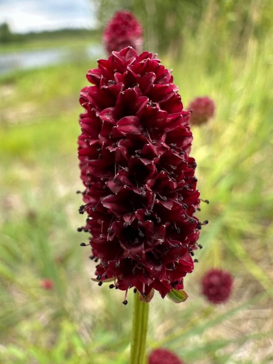 Кровохлебка лекарственная