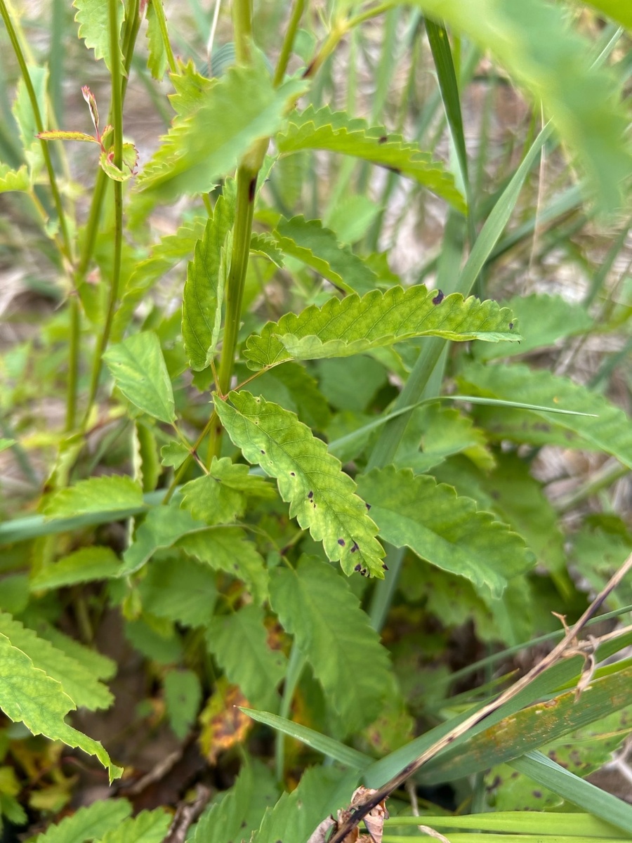 Листья кровохлебки лекрственной