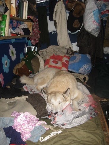 Фотографии Татьяны Немшановой. Устала очень! В таёжном зимовье. Западно-сибирская лайка.  После удачного трудового дня можно и полноправно полежать на хозяйской постели, пока тот варит ужин из добытого глухарика. Простая таёжная жизнь Севера Западной Сибири ХМАО Югра. Счастье, когда все живы!.