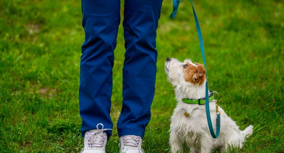    Забег с собаками «След в след» на «Зарайском бизоне 2025» / Медиасток.рф