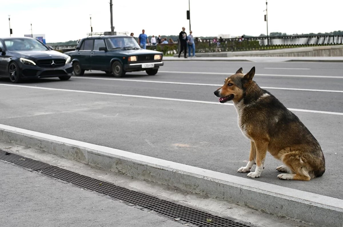    В Волгоградской области насчитывается порядка 17 тысяч бездомных собак.