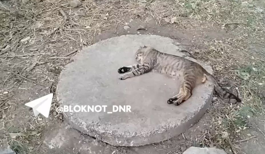 От жары и жажды погибают бездомные кошки и собаки на улицах Донецка
