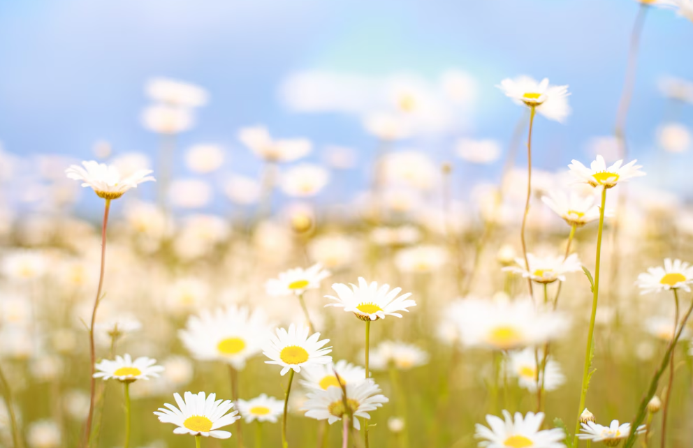 Фото: freepik / kotkoa