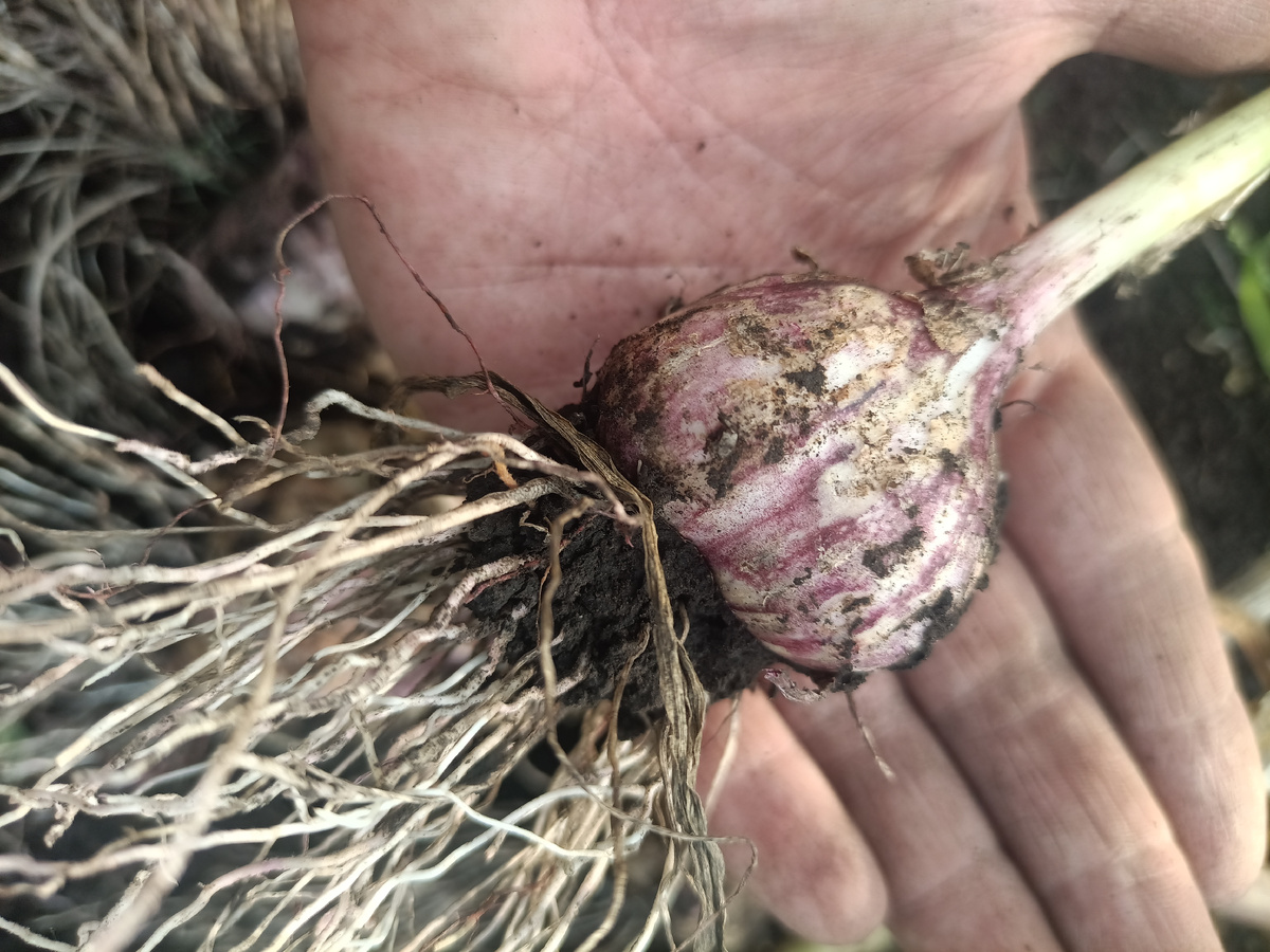 Крупный чеснок, около 6 см в диаметре