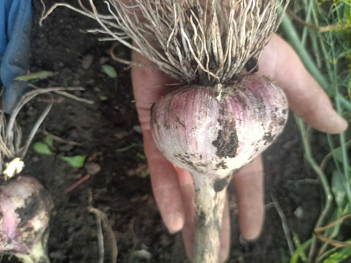 А это очень крупный чеснок (несколько головок такого уродилось). Подозреваю наличие радиации у себя на грядке, другого объяснения не вижу.