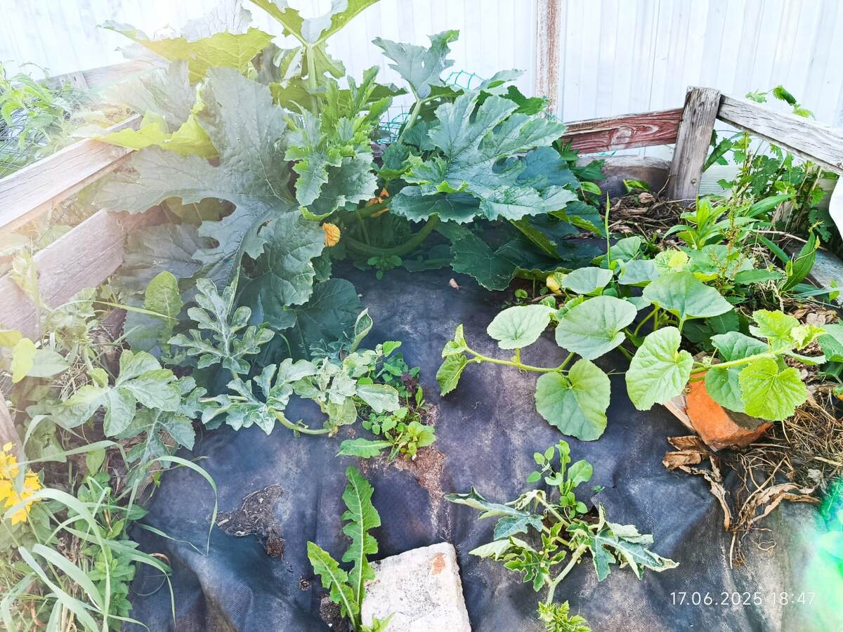 дата фото 17 июня