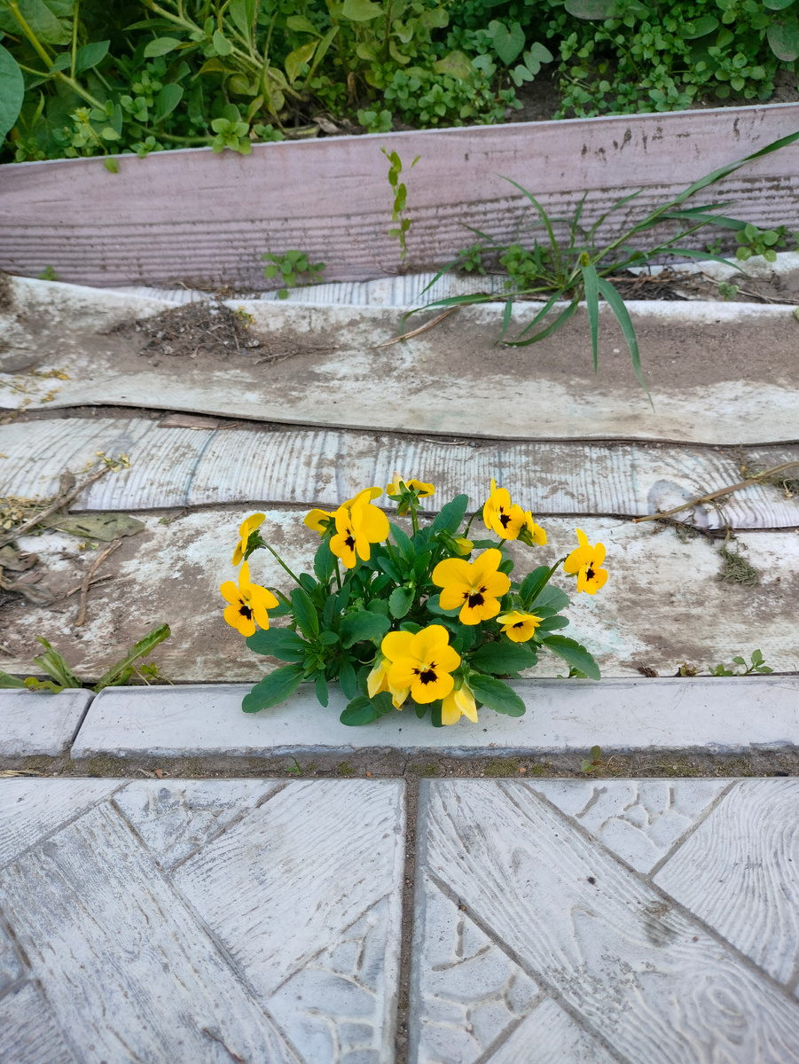 Фото автора. Так хочется жить