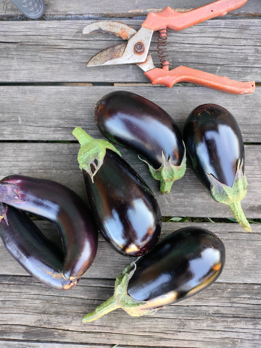 Фото автора. Баклажаны сорт Эпик и Король севера