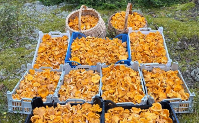    © Kristina Limonchikova / Грибы и Грибники СПб/ВКонтакте