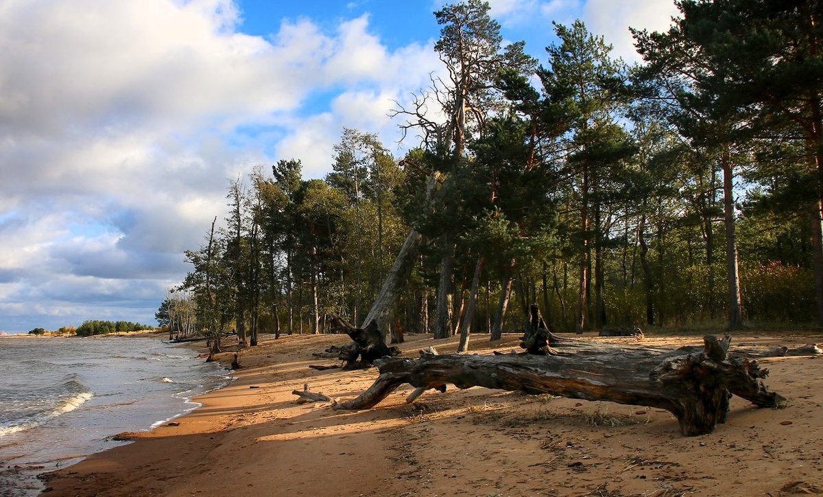 Южный берег Финского залива