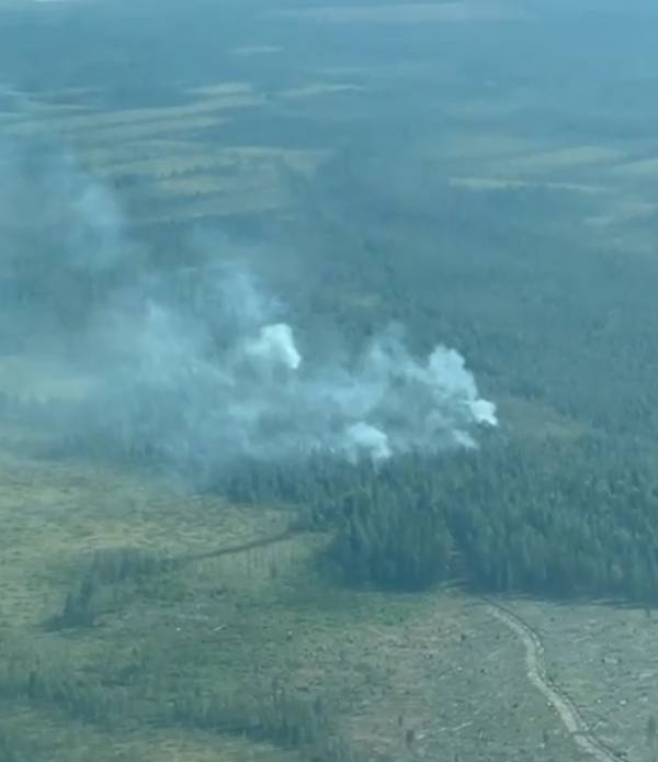    Фото: ГКУ РК "Суоярвское центральное лесничество"