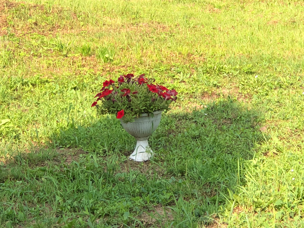 Тайдал в кашпо 8 литров, июль 2025