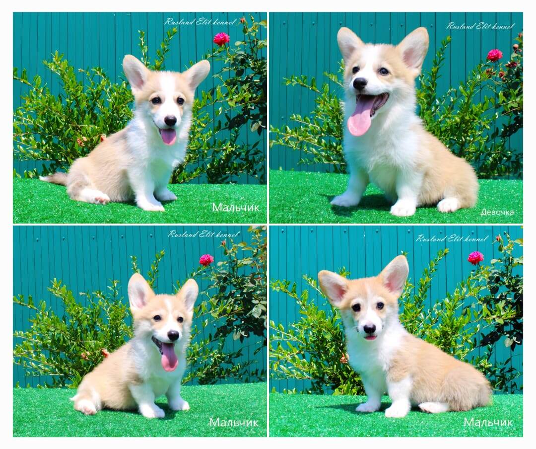 Щенки Вельш корги пемброк питомника РКФ/FCI "Руслэнд Элит"/ "Rusland Elit"