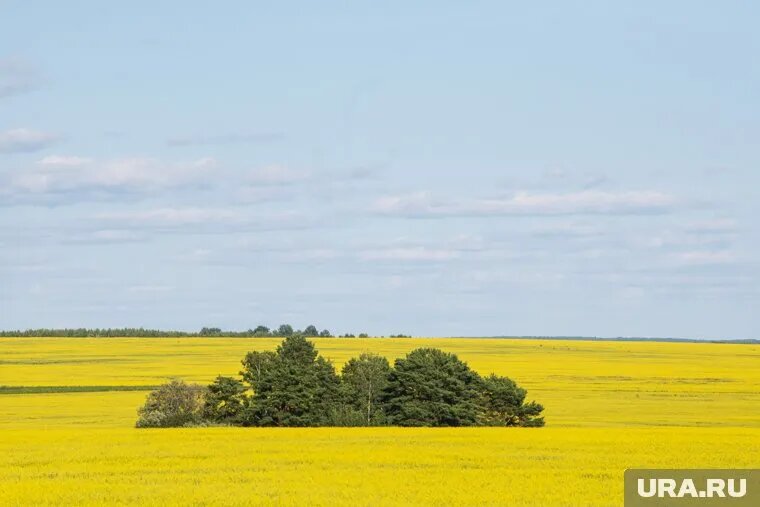Посевных площадей под рапс в Тюменской области катастрофически не хватает. Фото: Илья Московец © URA.RU