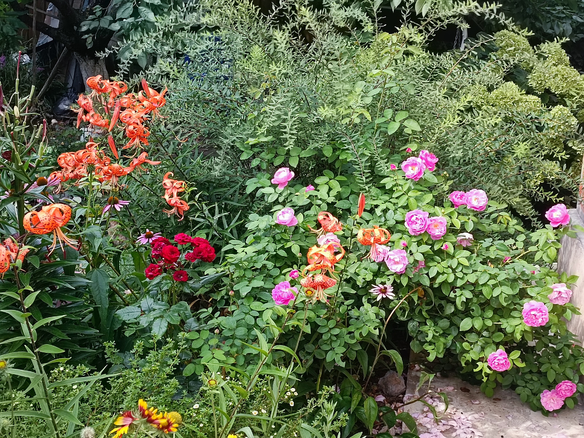 Перед Мэри Роуз алеет флорибунда "Торнадо", отличная стабильная розочка