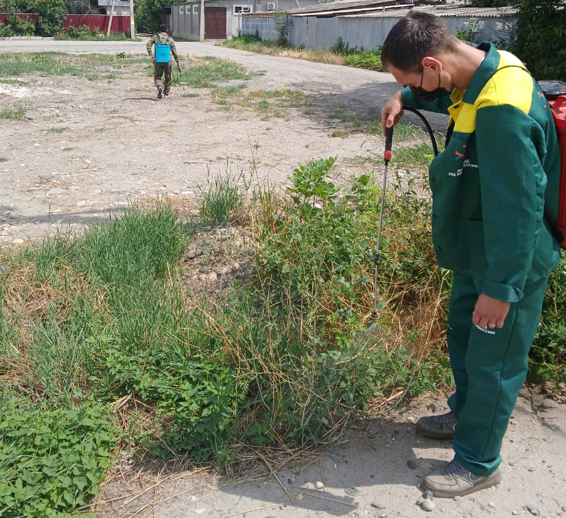 Идет химобработка зарослей амброзии