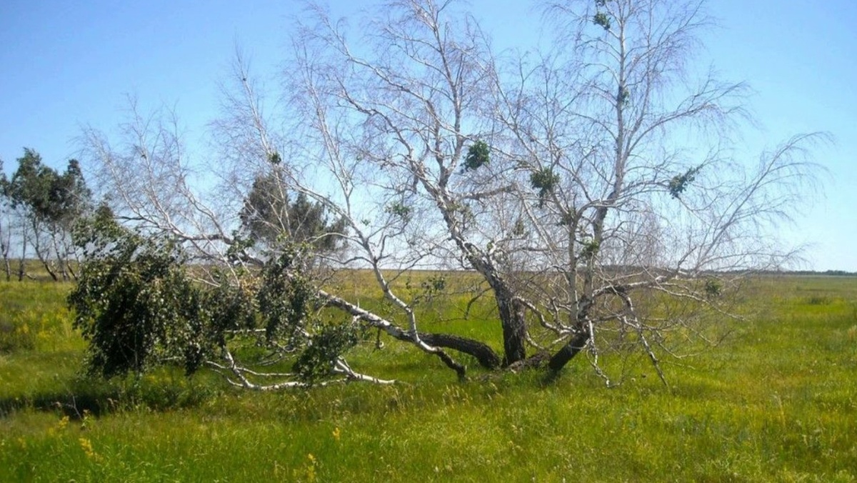 Скрученные березы на Медведицкой гряде